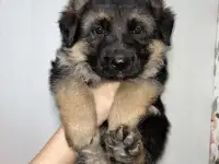 Щенки немецкой овчарки