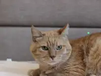 Симбочка чудесный рыжий котик ищет дом и семью!, фотография 10