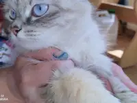 Отдам в добрые руки, фотография 2