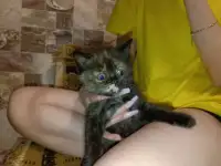 Британский котенок-девочка черепашьего окраса, фотография 6