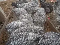 Молодые петушки, фотография 2