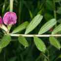 Вика озимая (Vicia sativa)