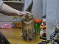 Шотландцы, фотография 3