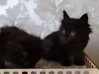 Курильский бобтейл котята, фотография 2