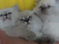 Котята, фотография 5