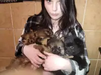 Щенки померанского шпица.