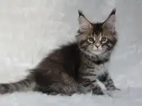 Шикарная кошечка Мейн-кун!, фотография 3