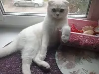 Котята, фотография 2