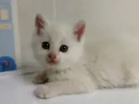 Два котенка Белоснежки, фотография 3