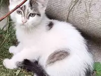 Кошка в добрые руки, фотография 3