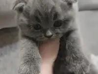 Котятки, фотография 2