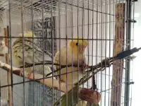 Продам деток кореллы, фотография 2