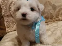 Мальтийской болонки щенки, фотография 1
