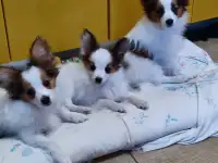 продаются щенки папийона