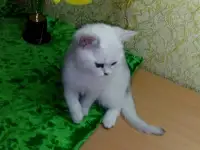 Британские котята, фотография 3