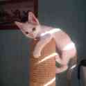 Котёнок ищет дом, фотография 7