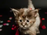 котята мейн-кун, фотография 2