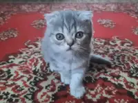 Британские кошечки, фотография 2