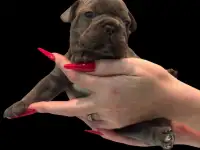 Щенки французского бульдога, фотография 4