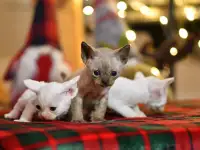 Котята Девон Рекс, фотография 5