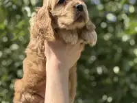 Щенки Английский кокер спаниель