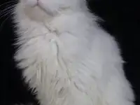 Девочка Мейн Кун, фотография 6