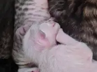 Ориентальные котята, фотография 4