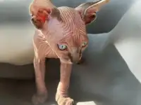 Котята канадского сфинкса, фотография 9