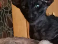 Ориентальные котята. Ушастое счастье, фотография 4