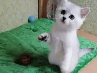 Британские котята