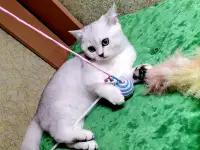 Британские котята, фотография 2