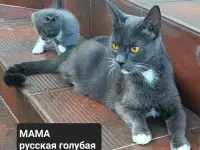 Продам 3 котят, фотография 4