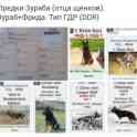 Немецкие овчарки тип ГДР, фотография 3
