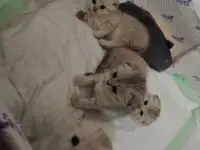 Котята шотландские вислоухие, фотография 10