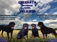 Ротвейлер щенки