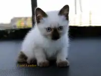 Котята Той-боб Редкая порода и бенгальские, фотография 7