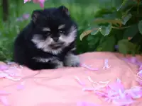 Щенок шпица померанского, фотография 1