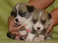 Щенки, фотография 5