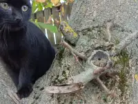 Котенок в дар, фотография 2