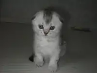 Шотландские котята, фотография 2