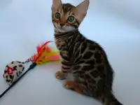 Бенгальские котята, фотография 2