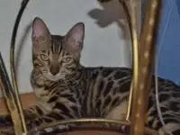 Кошка бенгалка, фотография 3