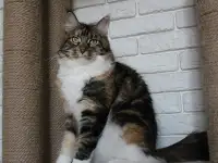 Взрослая кошка мейн-кун в добрые руки.