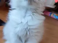 КОТЯТА  РЭГДОЛЛ, фотография 6