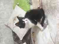 Котята, фотография 4