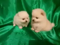 Померанский шпиц мальчики и девочки, фотография 6