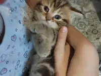 Шотландские котята, фотография 2