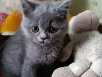 Продаю шотландских котят, фотография 8