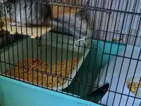 Шеншеленок ждет маму
