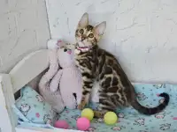 Бенгальский котенок девочка бейби фейс
